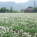 大溪中新里韭菜花田 (23).jpg