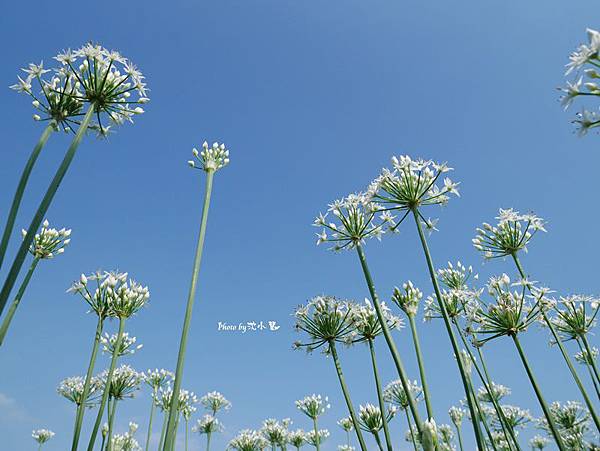 大溪中新里韭菜花田 (20).jpg