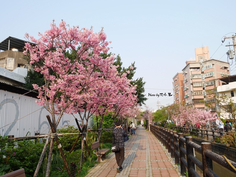 新竹東南街櫻花步道 (9).jpg