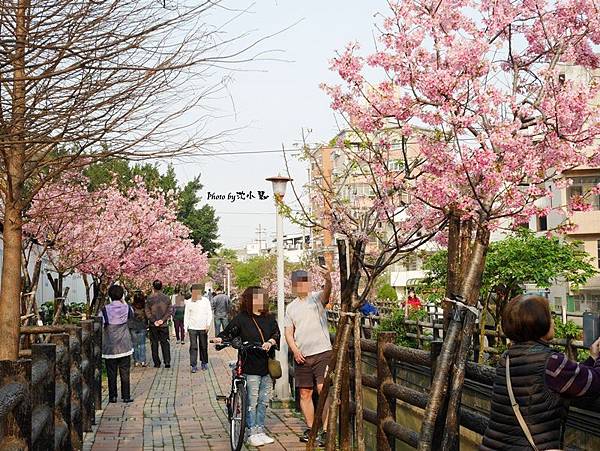 新竹東南街櫻花步道 (13).jpg