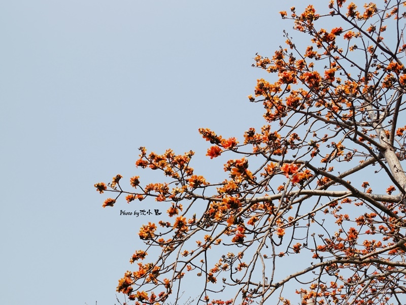 新竹三民公園-木棉花 (13).jpg