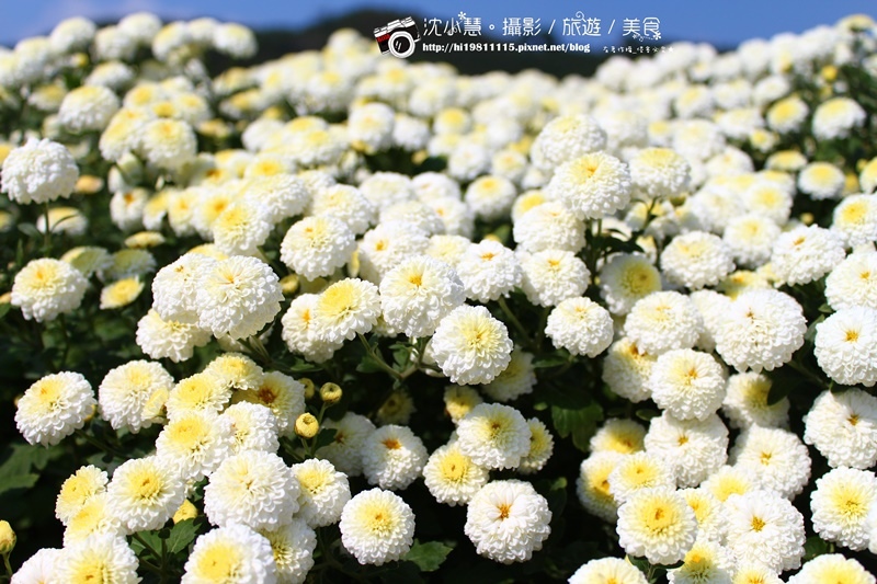 苗栗銅鑼杭菊秘境 (6).jpg