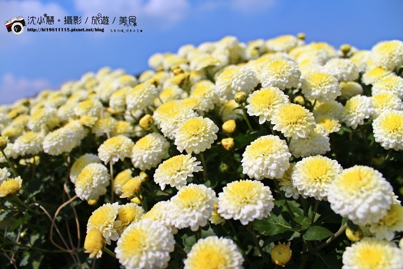 苗栗銅鑼杭菊秘境 (10).jpg