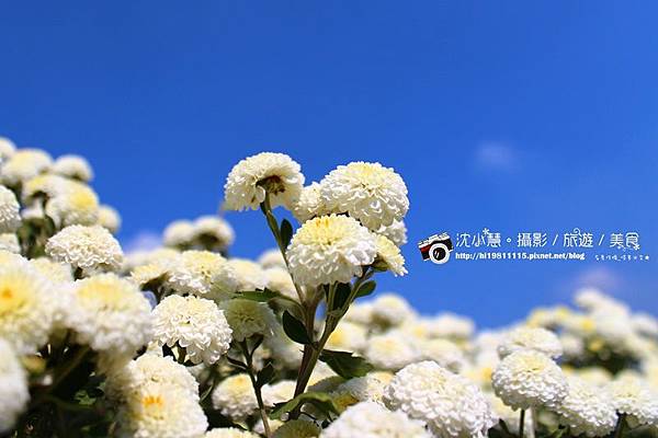 苗栗銅鑼杭菊秘境 (13).jpg