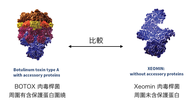 肉毒桿菌比較圖botox-dysport-xeomin2.png