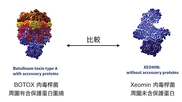 肉毒桿菌比較圖botox-dysport-xeomin2.png