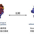 肉毒桿菌比較圖botox-dysport-xeomin2.png