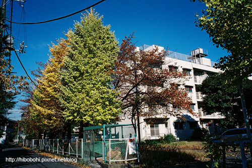 從這裡起就是東京メトロ的賞楓行程囉！