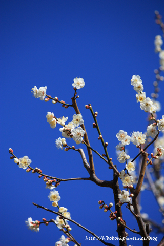 梅花