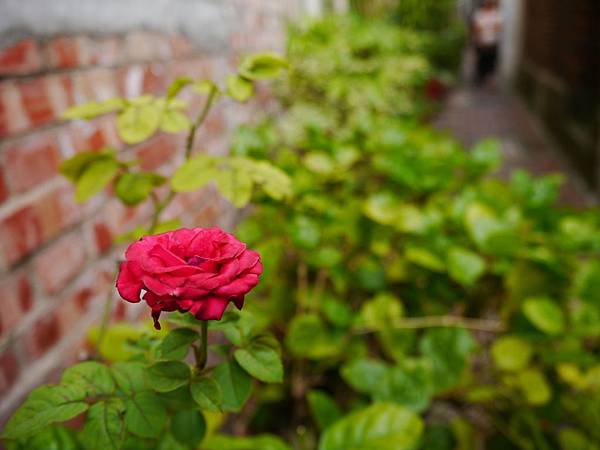 1040927 台南中秋連假輕旅行186.JPG 1040927 台南中秋連假輕旅行186.JPG