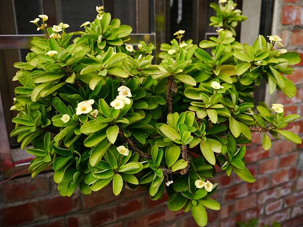 1040927 台南中秋連假輕旅行187.JPG 1040927 台南中秋連假輕旅行187.JPG