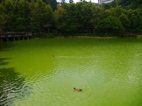 1050715 彰化南投之旅226.JPG 1050715 彰化南投之旅226.JPG