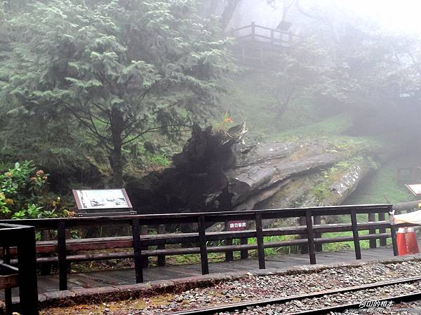 1051024 嘉義阿里山(PIXNET)042.jpg