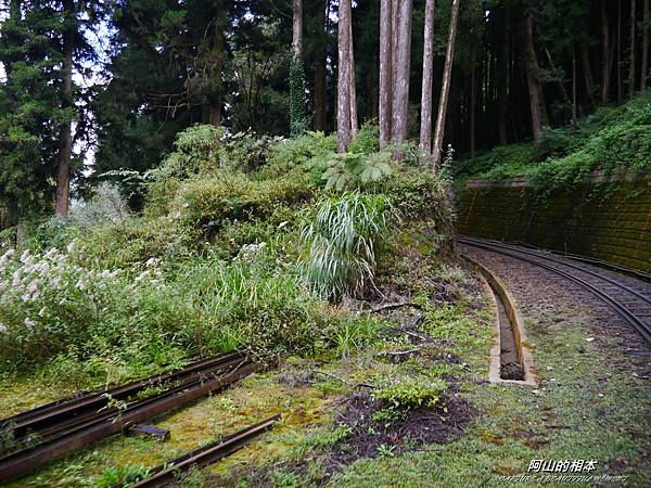 1051024 嘉義阿里山(PIXNET)066.JPG 1051024 嘉義阿里山(PIXNET)066.JPG