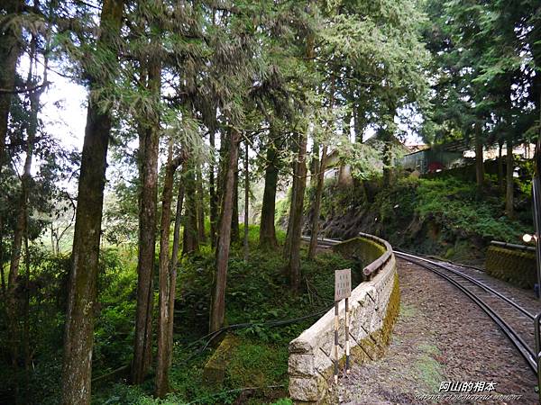 1051024 嘉義阿里山(PIXNET)074.JPG 1051024 嘉義阿里山(PIXNET)074.JPG