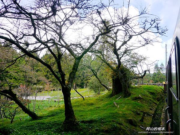 1051024 嘉義阿里山(PIXNET)078.JPG 1051024 嘉義阿里山(PIXNET)078.JPG