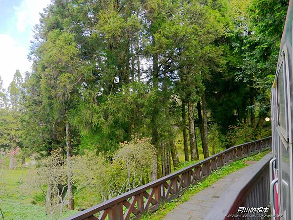 1051024 嘉義阿里山(PIXNET)079.JPG 1051024 嘉義阿里山(PIXNET)079.JPG