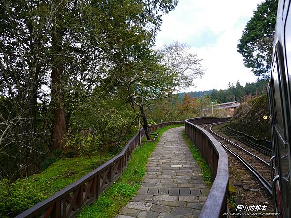 1051024 嘉義阿里山(PIXNET)082.JPG
