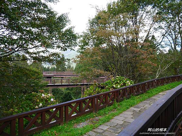 1051024 嘉義阿里山(PIXNET)083.JPG 1051024 嘉義阿里山(PIXNET)083.JPG