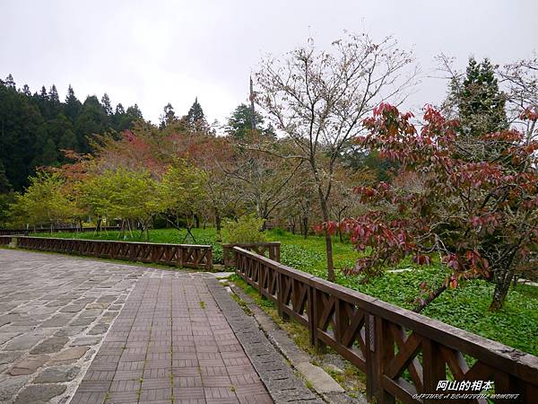 1051024 嘉義阿里山(PIXNET)105.JPG