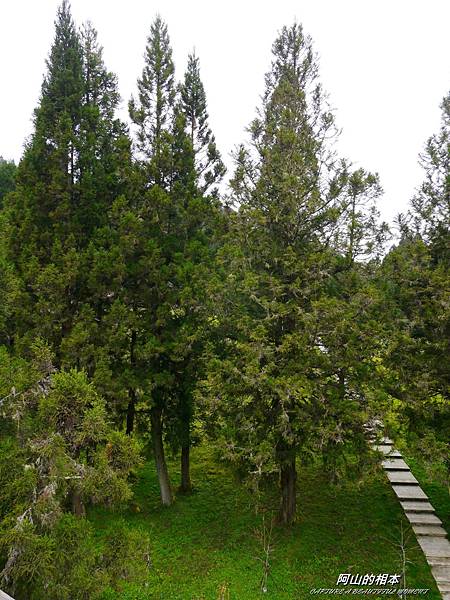 1051024 嘉義阿里山(PIXNET)116.JPG