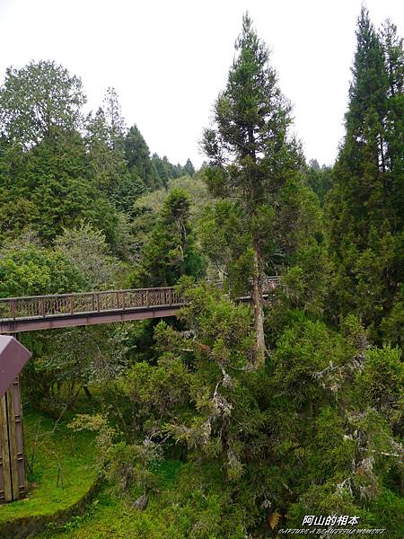 1051024 嘉義阿里山(PIXNET)117.JPG 1051024 嘉義阿里山(PIXNET)117.JPG