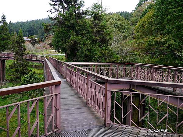 1051024 嘉義阿里山(PIXNET)122.JPG