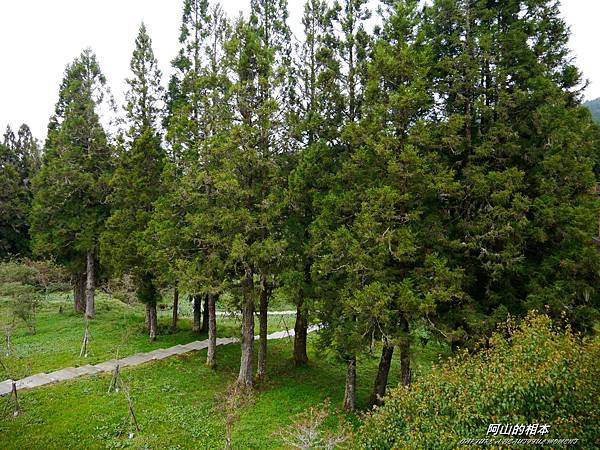 1051024 嘉義阿里山(PIXNET)124.JPG 1051024 嘉義阿里山(PIXNET)124.JPG
