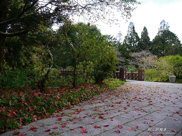 1051024 嘉義阿里山(PIXNET)138.JPG 1051024 嘉義阿里山(PIXNET)138.JPG