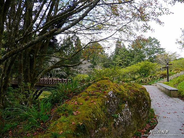1051024 嘉義阿里山(PIXNET)141.JPG 1051024 嘉義阿里山(PIXNET)141.JPG