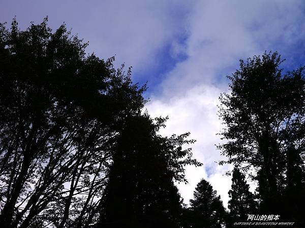 1051024 嘉義阿里山(PIXNET)145.JPG 1051024 嘉義阿里山(PIXNET)145.JPG