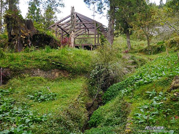 1051024 嘉義阿里山(PIXNET)147.JPG 1051024 嘉義阿里山(PIXNET)147.JPG