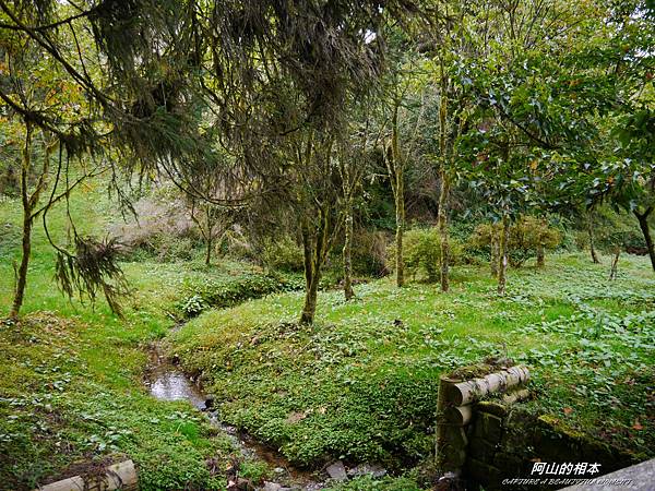 1051024 嘉義阿里山(PIXNET)153.JPG 1051024 嘉義阿里山(PIXNET)153.JPG