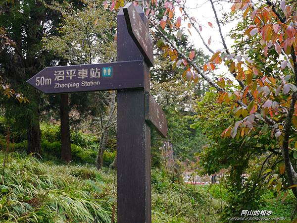 1051024 嘉義阿里山(PIXNET)160.JPG 1051024 嘉義阿里山(PIXNET)160.JPG