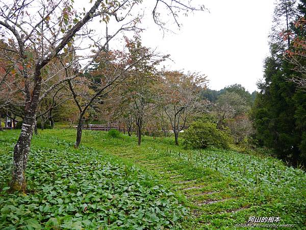 1051024 嘉義阿里山(PIXNET)162.JPG