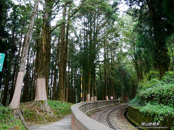 1051024 嘉義阿里山(PIXNET)171.JPG