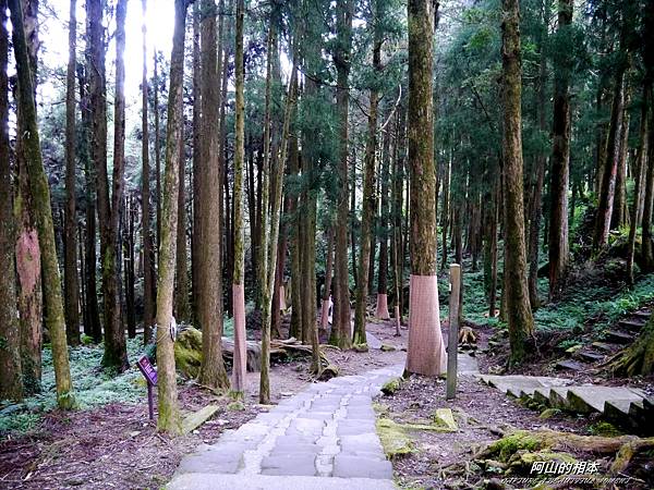 1051024 嘉義阿里山(PIXNET)172.JPG 1051024 嘉義阿里山(PIXNET)172.JPG