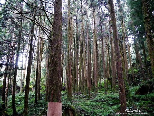 1051024 嘉義阿里山(PIXNET)173.JPG 1051024 嘉義阿里山(PIXNET)173.JPG