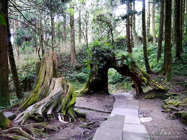 1051024 嘉義阿里山(PIXNET)174.JPG 1051024 嘉義阿里山(PIXNET)174.JPG