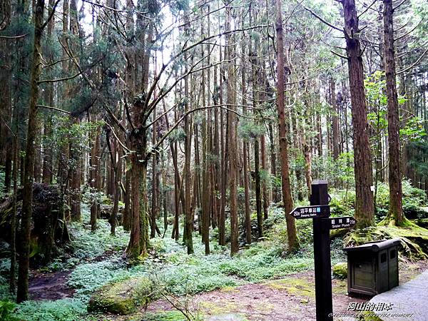 1051024 嘉義阿里山(PIXNET)175.JPG