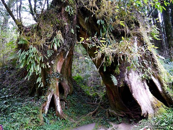 1051024 嘉義阿里山(PIXNET)176.JPG