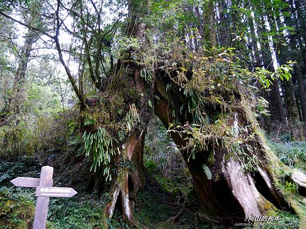 1051024 嘉義阿里山(PIXNET)177.JPG 1051024 嘉義阿里山(PIXNET)177.JPG