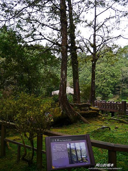 1051024 嘉義阿里山(PIXNET)192.JPG