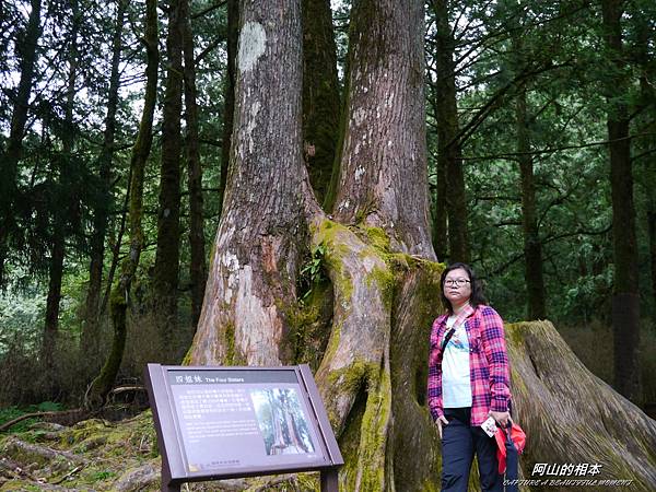 1051024 嘉義阿里山(PIXNET)195.JPG