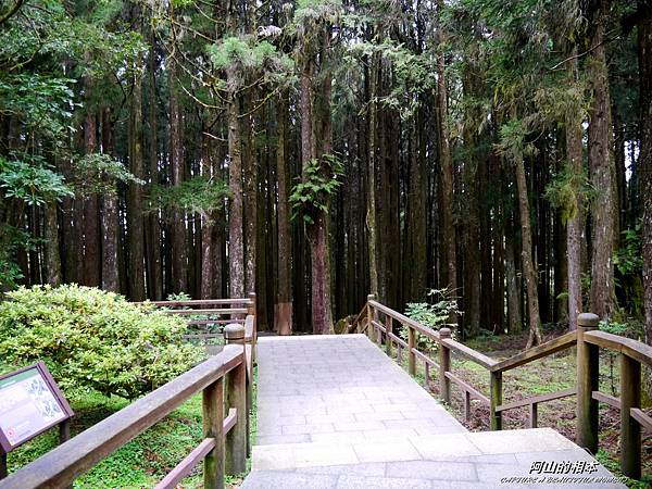 1051024 嘉義阿里山(PIXNET)197.JPG 1051024 嘉義阿里山(PIXNET)197.JPG