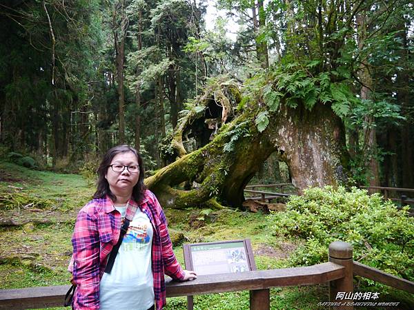 1051024 嘉義阿里山(PIXNET)198.JPG