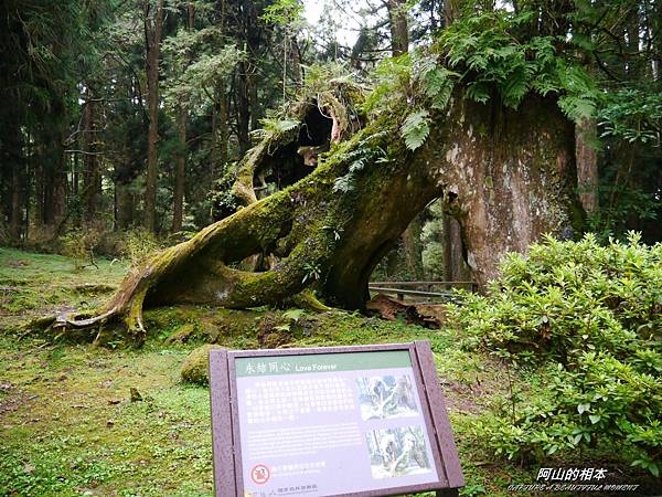 1051024 嘉義阿里山(PIXNET)199.JPG 1051024 嘉義阿里山(PIXNET)199.JPG