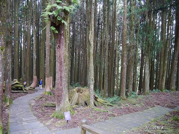 1051024 嘉義阿里山(PIXNET)200.JPG 1051024 嘉義阿里山(PIXNET)200.JPG