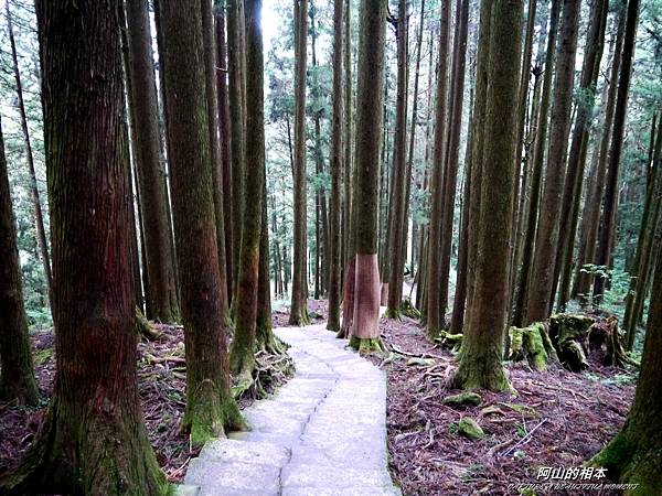 1051024 嘉義阿里山(PIXNET)201.JPG 1051024 嘉義阿里山(PIXNET)201.JPG