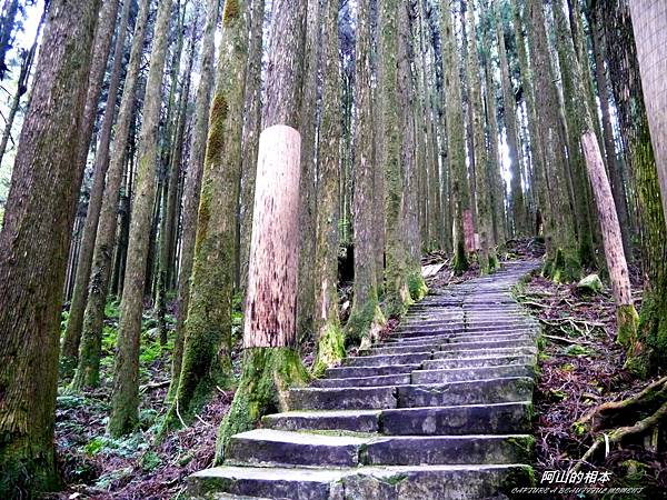 1051024 嘉義阿里山(PIXNET)202.JPG 1051024 嘉義阿里山(PIXNET)202.JPG